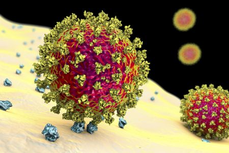 Covid-19 coronavirus binding to human cell, conceptual computer illustration. SARS-CoV-2 coronavirus (previously 2019-nCoV) binding to an ACE2 receptor on a human cell (not to scale). SARS-CoV-2 causes the respiratory infection Covid-19, which can lead to fatal pneumonia. ACE2 (angiotensin-converting enzyme 2) is a membrane-bound aminopeptidase, the key host receptor for the spike glycoprotein of SARS-CoV-2 which serves as initial step in the development of coronavirus infection on a cellular level and a potential target for treatment strategy.