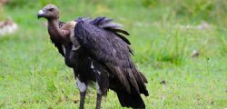 vulture_i3l49M68Fk