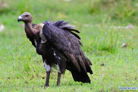 vulture_i3l49M68Fk