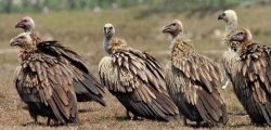 vultures (1)