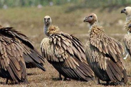 vultures (1)