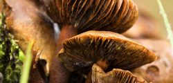 webcaps-Europe-Ingestion-mushrooms-symptoms
