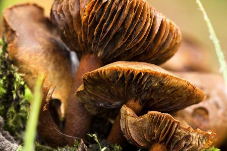 webcaps-Europe-Ingestion-mushrooms-symptoms