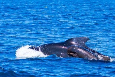 whale