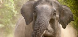wild-elephant-stimnews