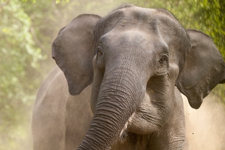 wild-elephant-stimnews