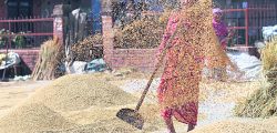 Elderly woman winnowing rice grain at Bhelukhel in Bhaktapur on Thursday, November 1, 2018.Photo: Dipesh Shrestha/Nagarik/Republica