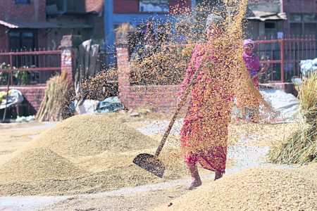 Elderly woman winnowing rice grain at Bhelukhel in Bhaktapur on Thursday, November 1, 2018.Photo: Dipesh Shrestha/Nagarik/Republica