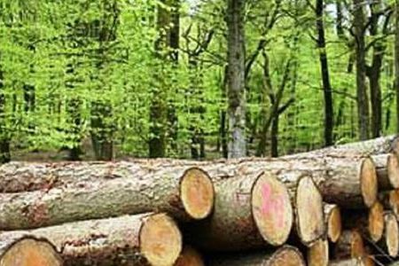 wood