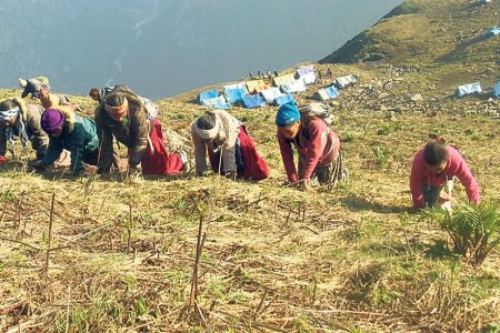 yarsha-bajhang