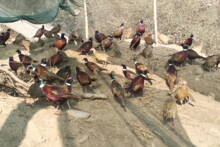 कालिज-फार्म